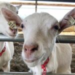 Family farm swaps cows for goats amid changed dairy industry