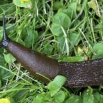 Slow March: Spanish Slugs Invade Moscow – Video