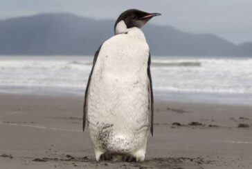 Melting ice imperils 98% of Emperor penguin colonies by 2100