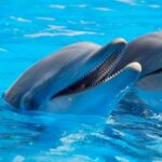 Never Before Seen Deadly Dolphin Virus Prompts Scientists to Warn of ‘Mass Deaths’