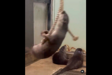 You Spin Me Right Round: Cute Otter Shows Cool Moves Swinging on Rope