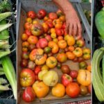 Corn, Zucchini, Tomatoes: Making the most of summer’s bounty