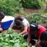 Power in seeds: Urban gardening gains momentum in pandemic