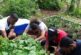 Power in seeds: Urban gardening gains momentum in pandemic