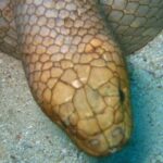 So, You Come Here Often? Sea Snakes ‘Attacking’ Divers Are Just ‘Looking for Love,’ Scientists Say