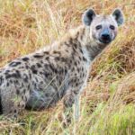 Hyenas, considered ‘villains of the world,’ play key role in returning nutrients to desert soil