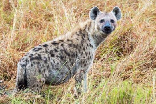 Hyenas, considered 'villains of the world,' play key role in returning nutrients to desert soil
