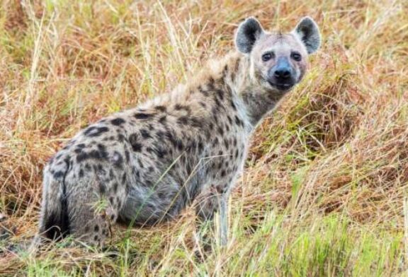 Hyenas, considered 'villains of the world,' play key role in returning nutrients to desert soil