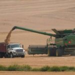Severe drought devastates Washington state’s wheat crop