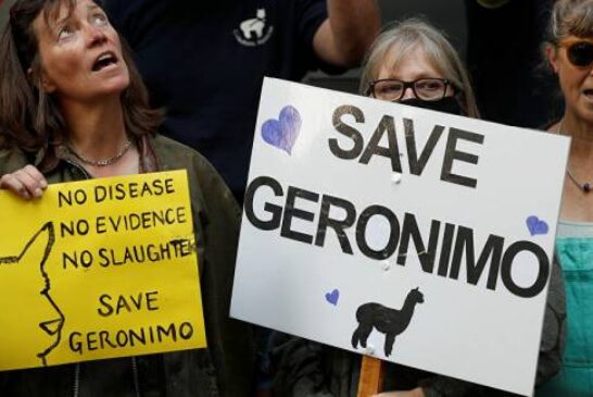 Llama-geddon is Upon Us: Geronimo the Alpaca Confirmed Dead by Defra