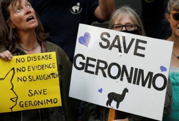 Llama-geddon is Upon Us: Geronimo the Alpaca Confirmed Dead by Defra