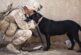 Dozens of US Military Dogs Reportedly Left Behind at Kabul Airport Amid Hasty Evacuation - Photos