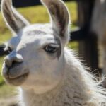 Llama Antibodies May Be Useful in Battling Coronavirus, Prevent Variants Infections