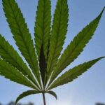Breaking Bad: Eswatini Grandmothers Resort to Growing Cannabis to Feed Their Orphaned Grandchildren