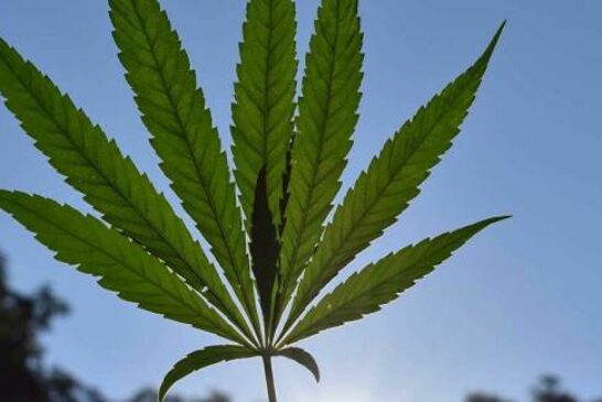 Breaking Bad: Eswatini Grandmothers Resort to Growing Cannabis to Feed Their Orphaned Grandchildren
